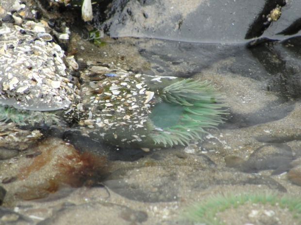 ecola-state-park-low-tide-finds-at-indian-beach love-this-color-of-this-anemone