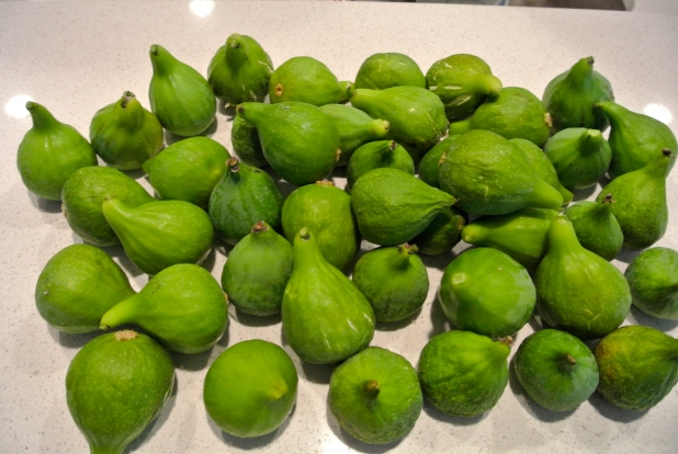 figs-2 dsc4953