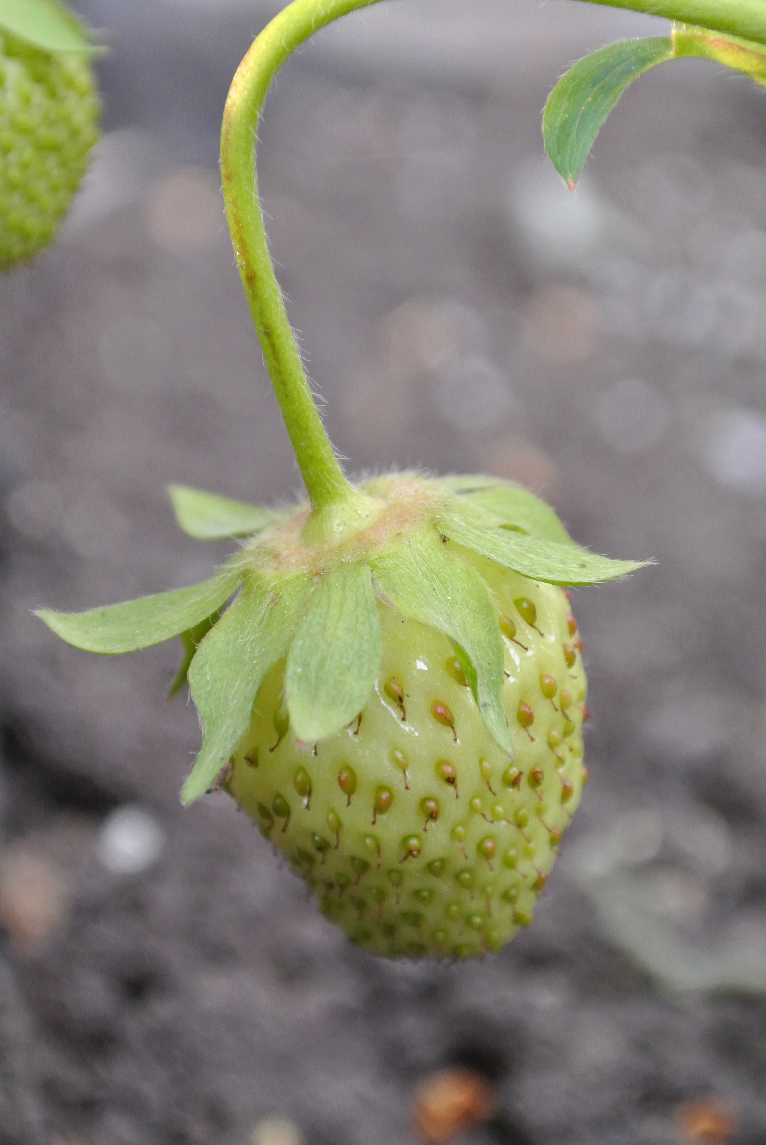 It's a real live strawberry - that Grace and I grew!